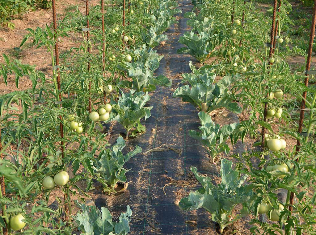 2015 - L'orto aziendale