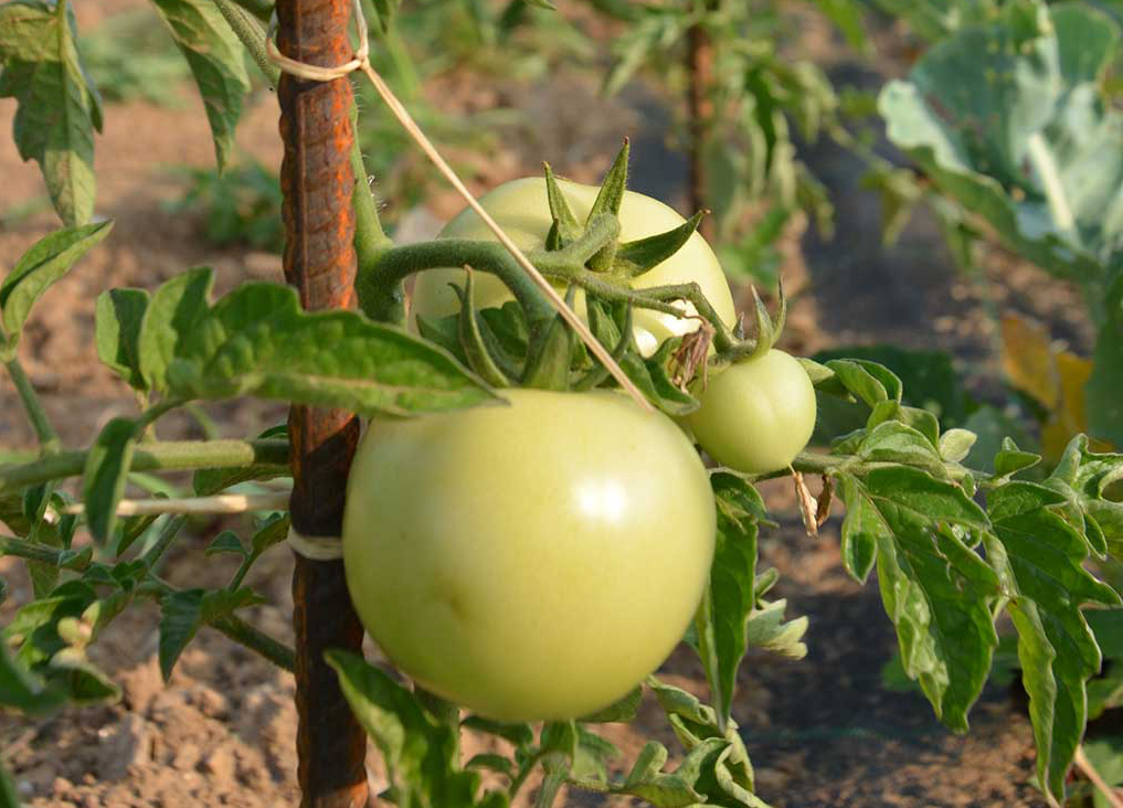 2015 - L'orto aziendale