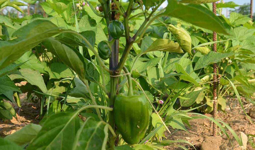 2015 - L'orto aziendale