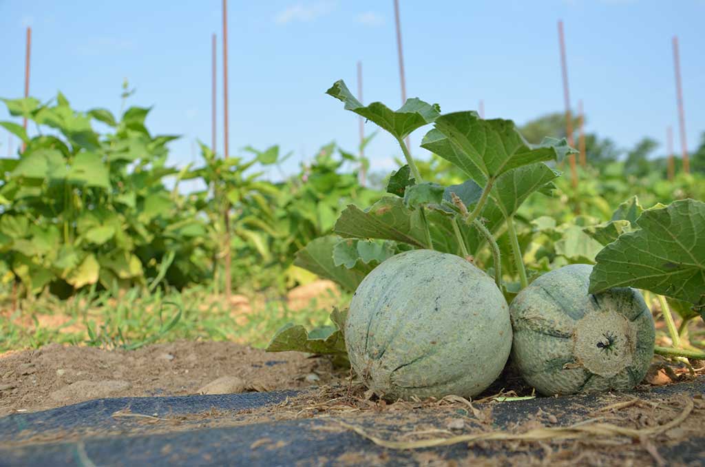 2015 - L'orto aziendale