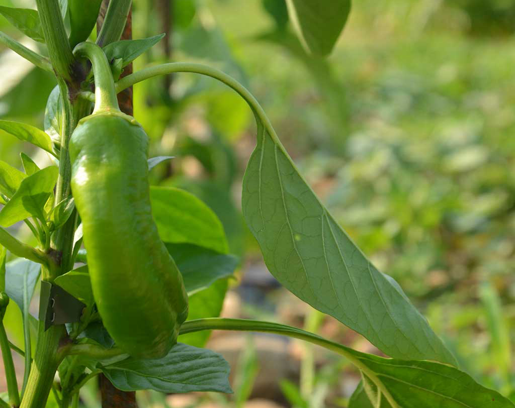 2015 - L'orto aziendale