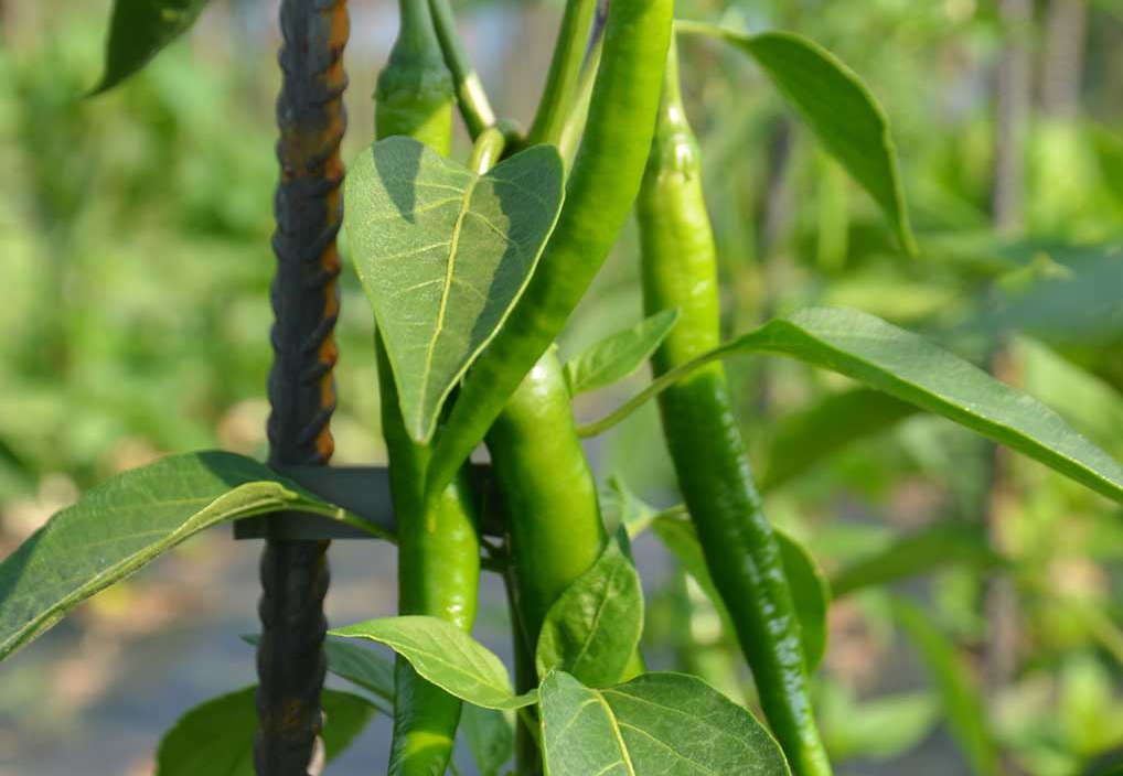 2015 - L'orto aziendale