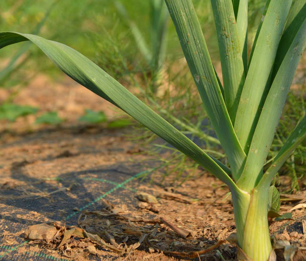 2015 - L'orto aziendale