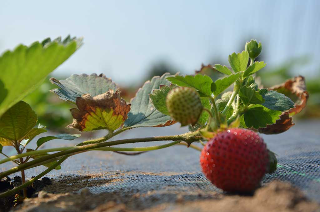 2015 - L'orto aziendale