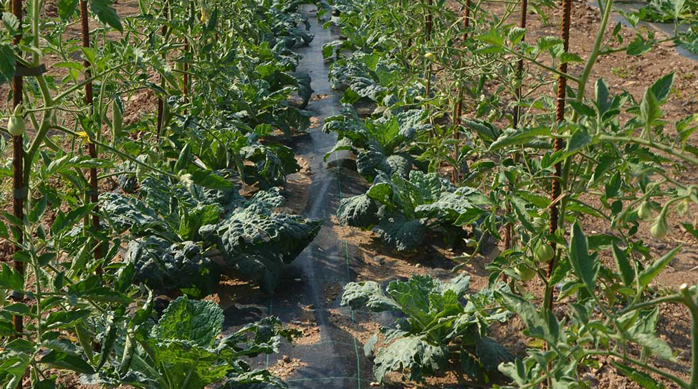 2015 - L'orto aziendale