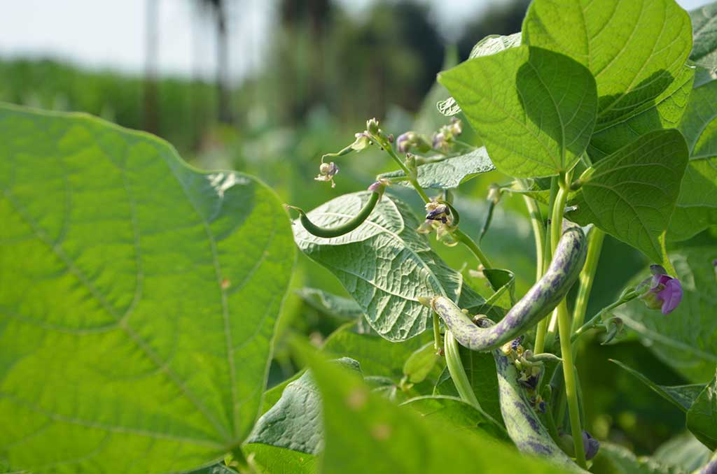 2015 - L'orto aziendale