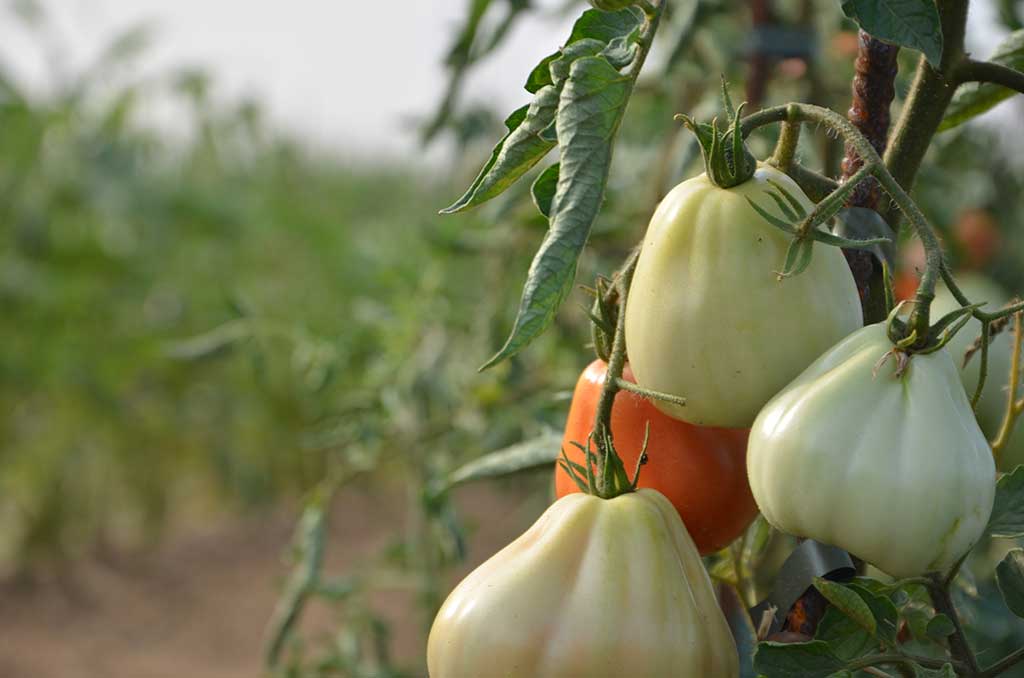 2015 - L'orto aziendale