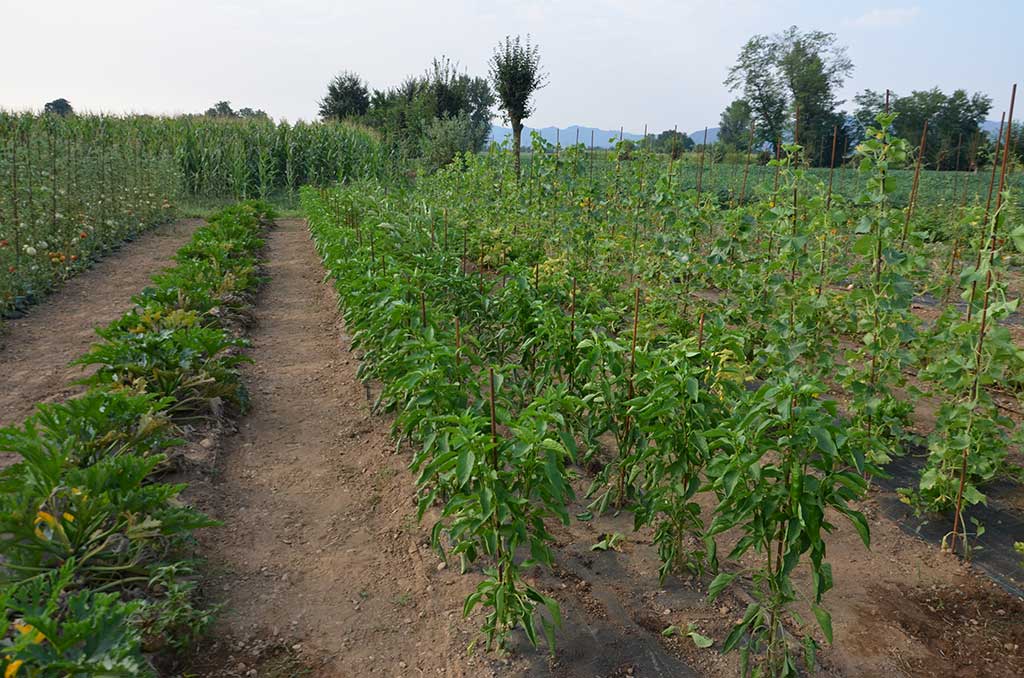 2015 - L'orto aziendale