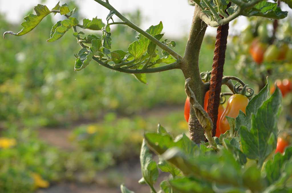 2015 - L'orto aziendale